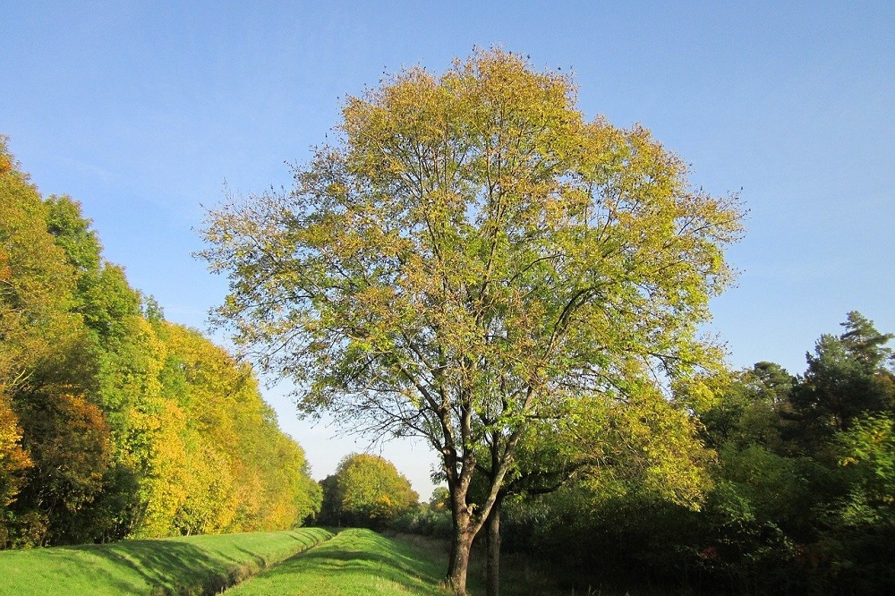 Council Faces £23 Million Bill For Culling Trees Infected With Ash