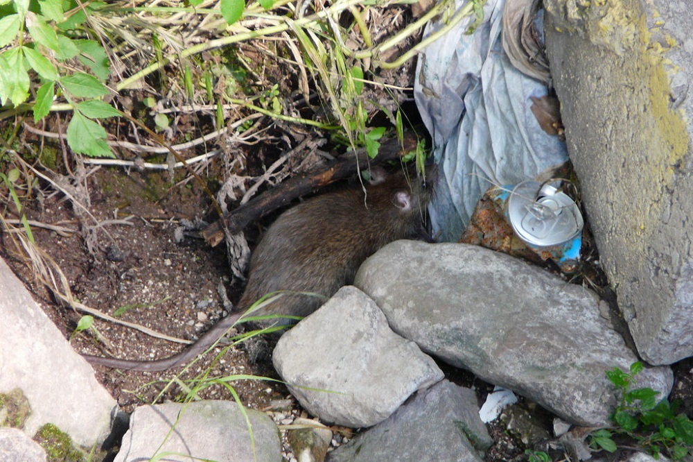 Residents plagued by 'horrendous' rat infestations and flytipping