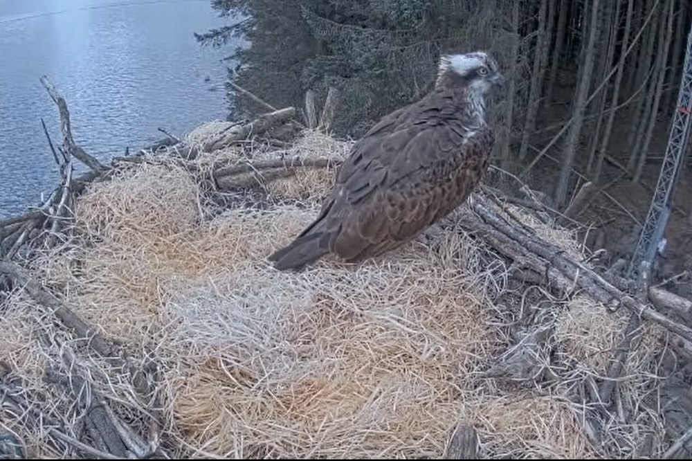 Shocking news from the Brenig Osprey Project