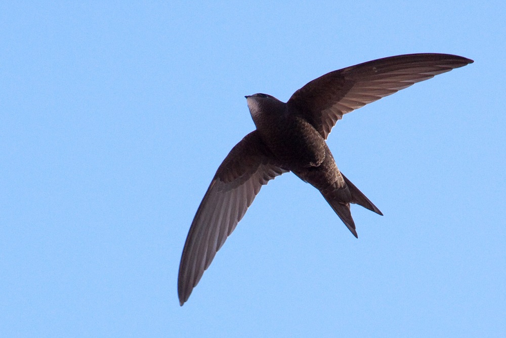 The Senedd's declaration of a nature emergency is welcome but time is ...