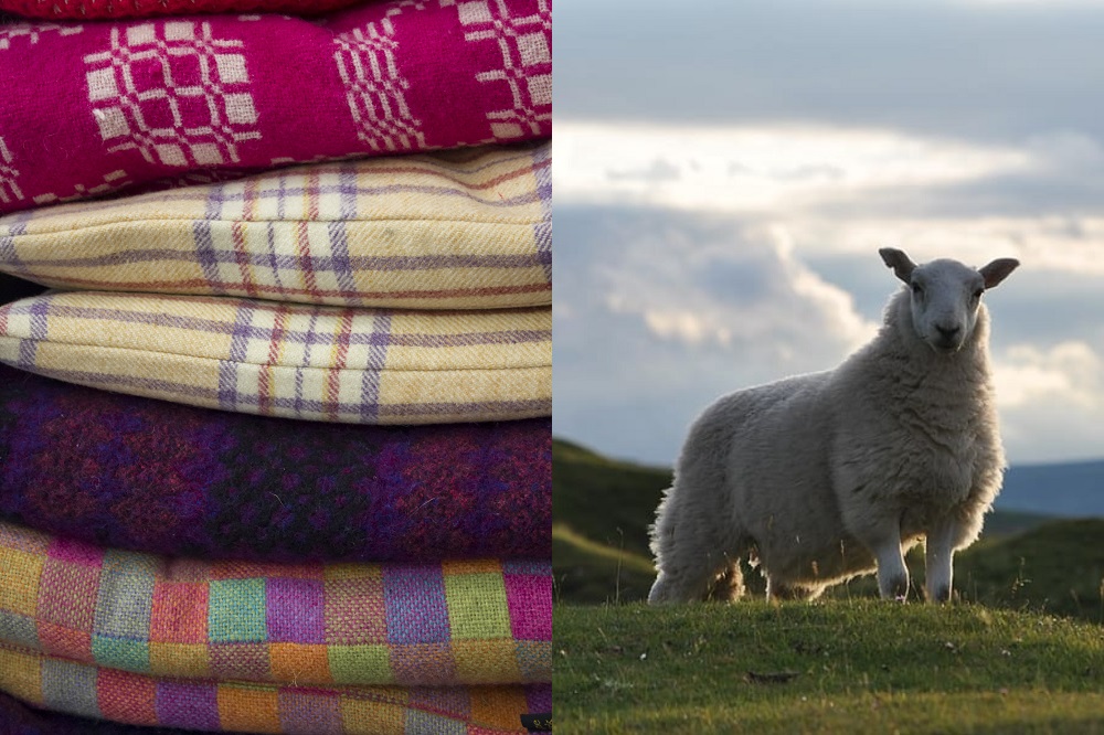 Welsh wool: How a once thriving industry could provide a