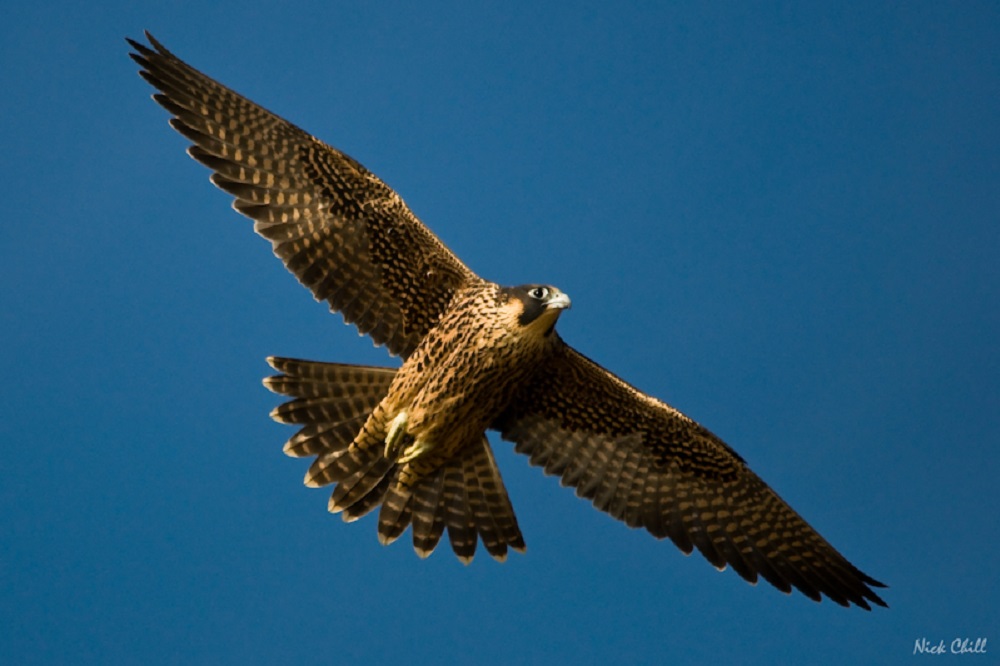 British Bird of Prey Centre