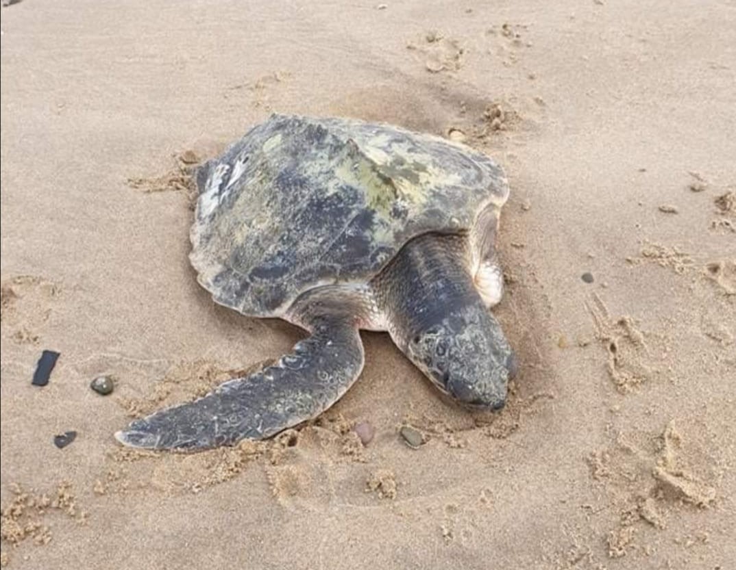 World’s rarest tropical sea turtle in a battle for survival after ...