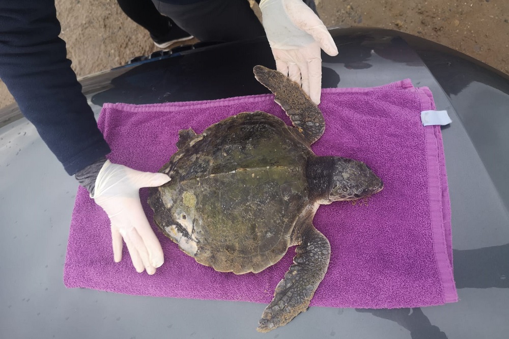 Tropical sea turtle Tally making good progress at Anglesey Sea Zoo