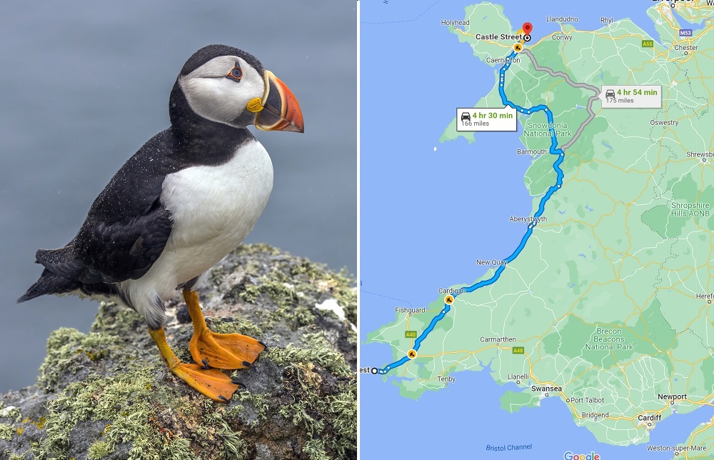 Getting 'Puffed' up about Puffins – Cruise Traveller